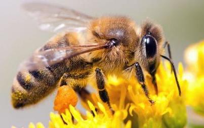 Zdjęcie do Działania proekologiczne mające na celu dobrostan pszcz&oacute;ł